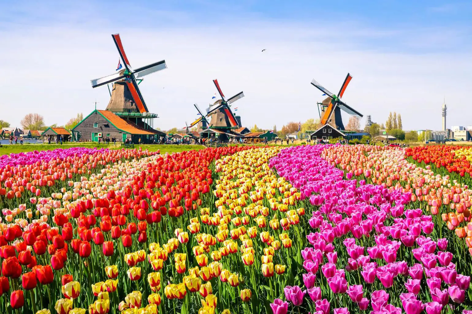 A landscape with colourful tulip fields, traditional Dutch windmills, and historic houses in Zaanse Schans, near Amsterdam in the Netherlands
