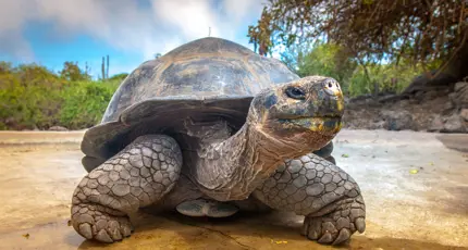 Giant tortoise, Galapagos Islands,