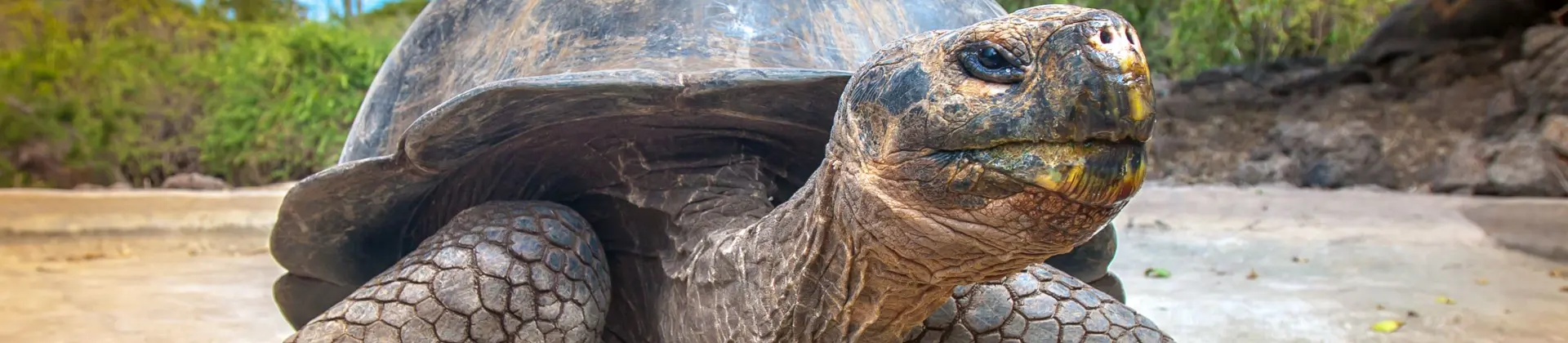 Galapagos Tortoise