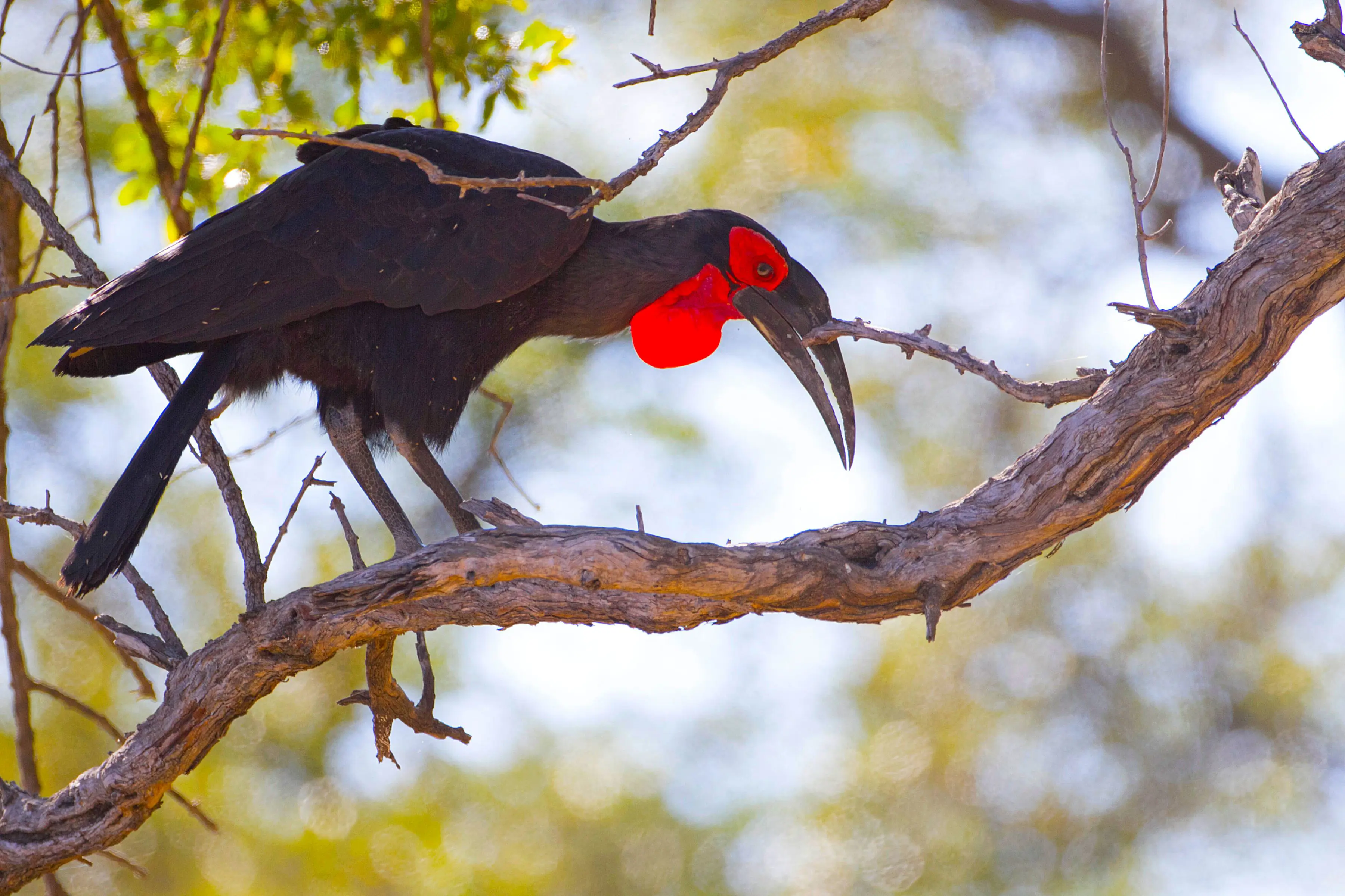 Ground Hornbill, South Africa
