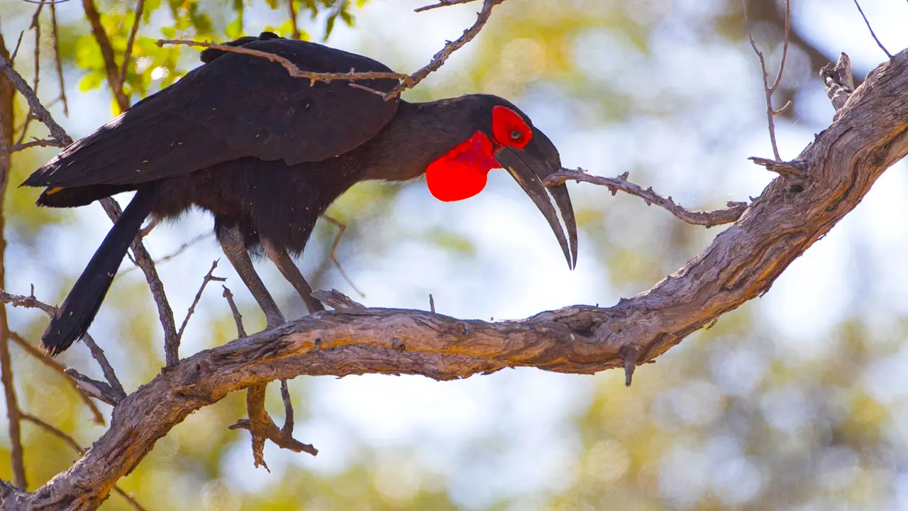 Ground hornbill, in a tree, South Africa