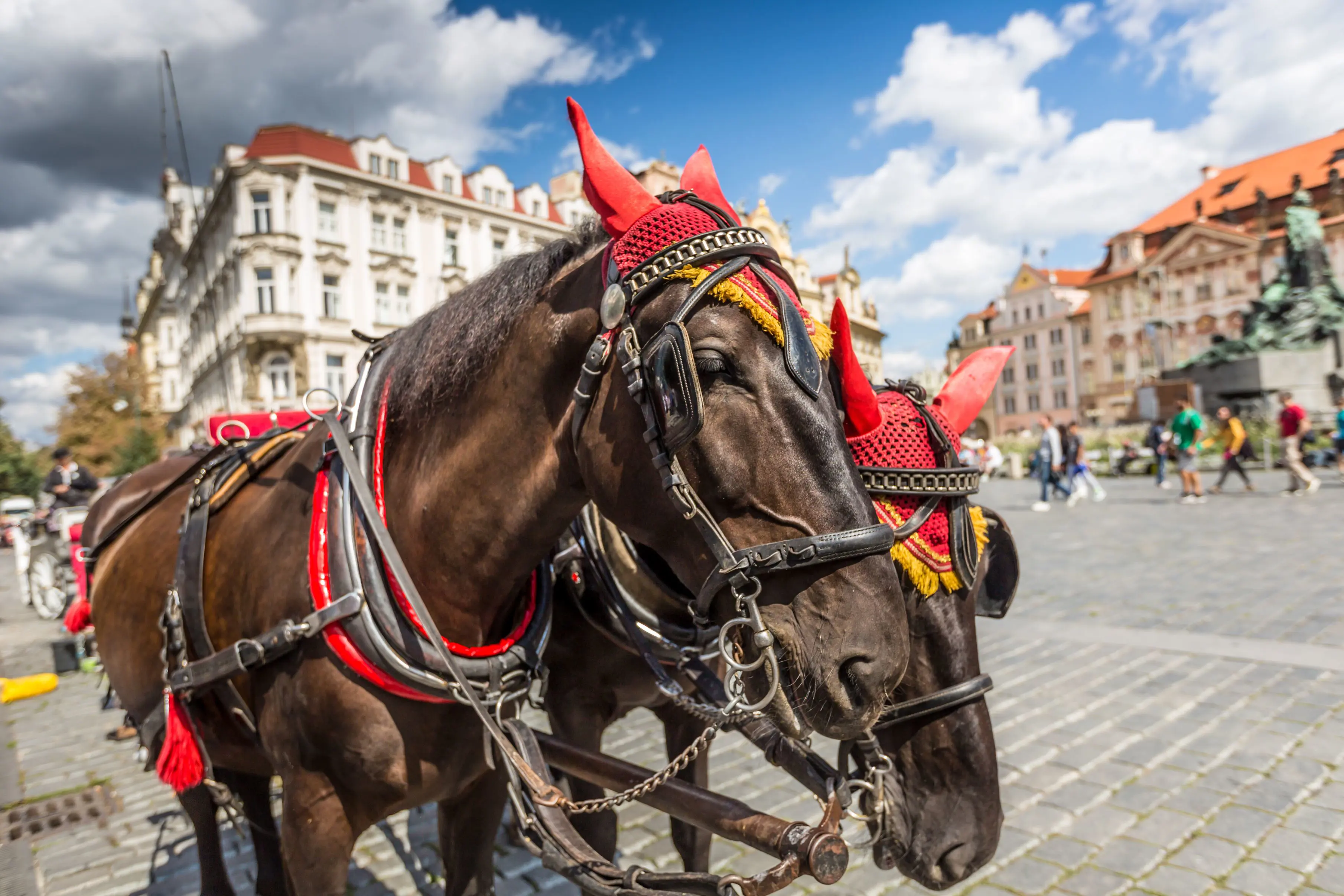 Horses, Prague
