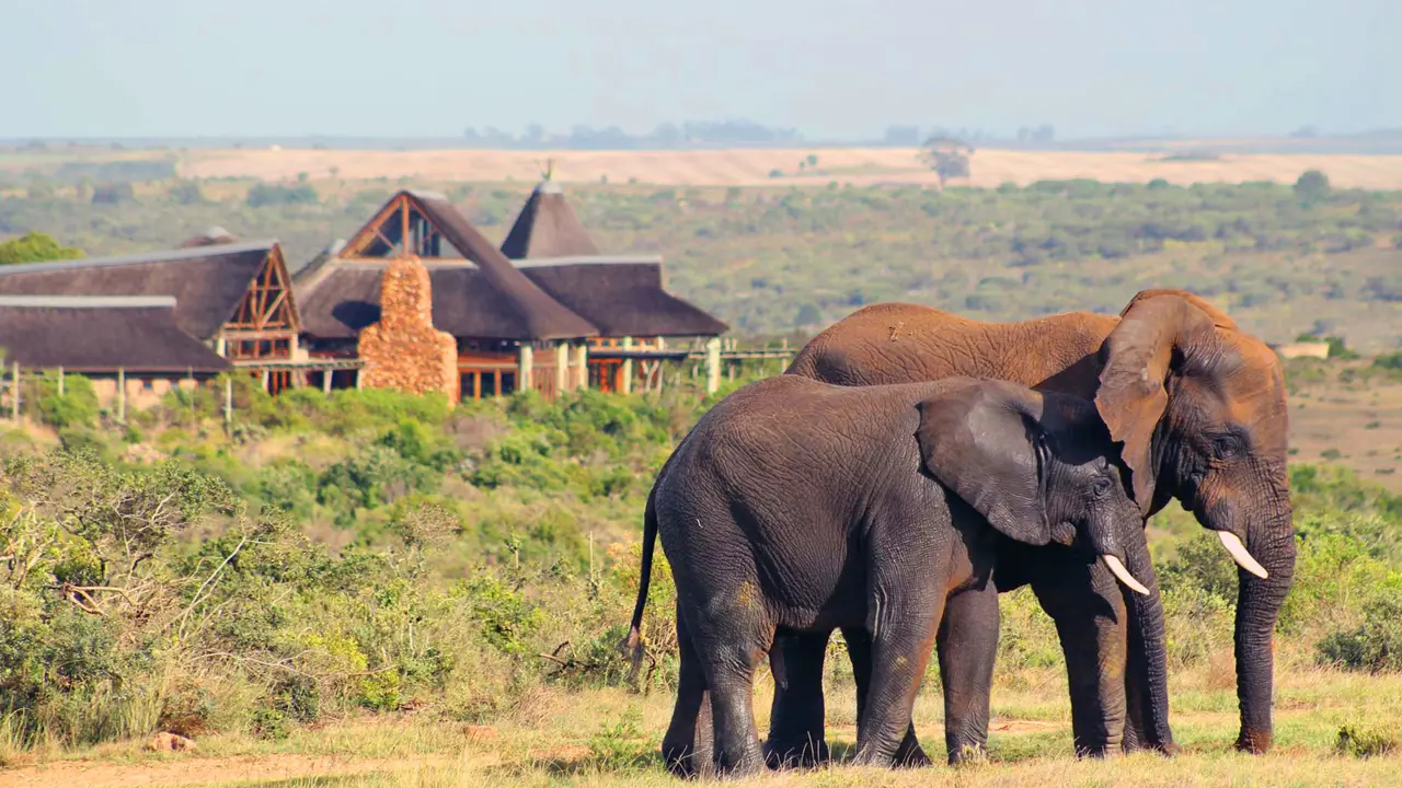 Garden Route Game Lodge, Albertinia, elephants in front of the lodge