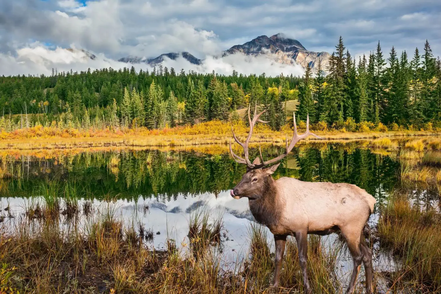 A moose standing in a grassy meadow beside a lake in Jasper National Park, surrounded by pine trees with mountains in the background