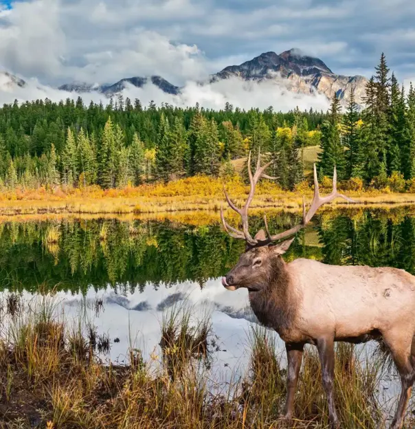 A moose standing in a grassy meadow beside a lake in Jasper National Park, surrounded by pine trees with mountains in the background