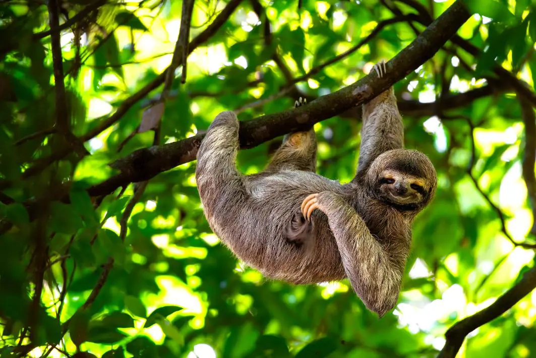 A Sloth In Costa Rica
