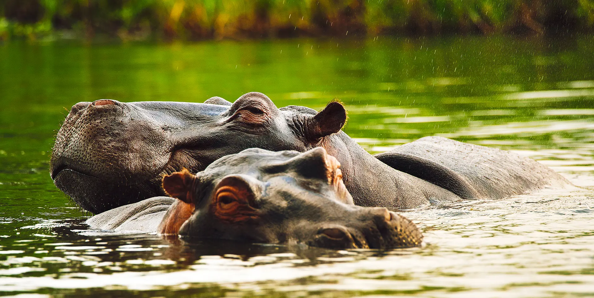 Hippos, Zambezi River, Zimbabwe