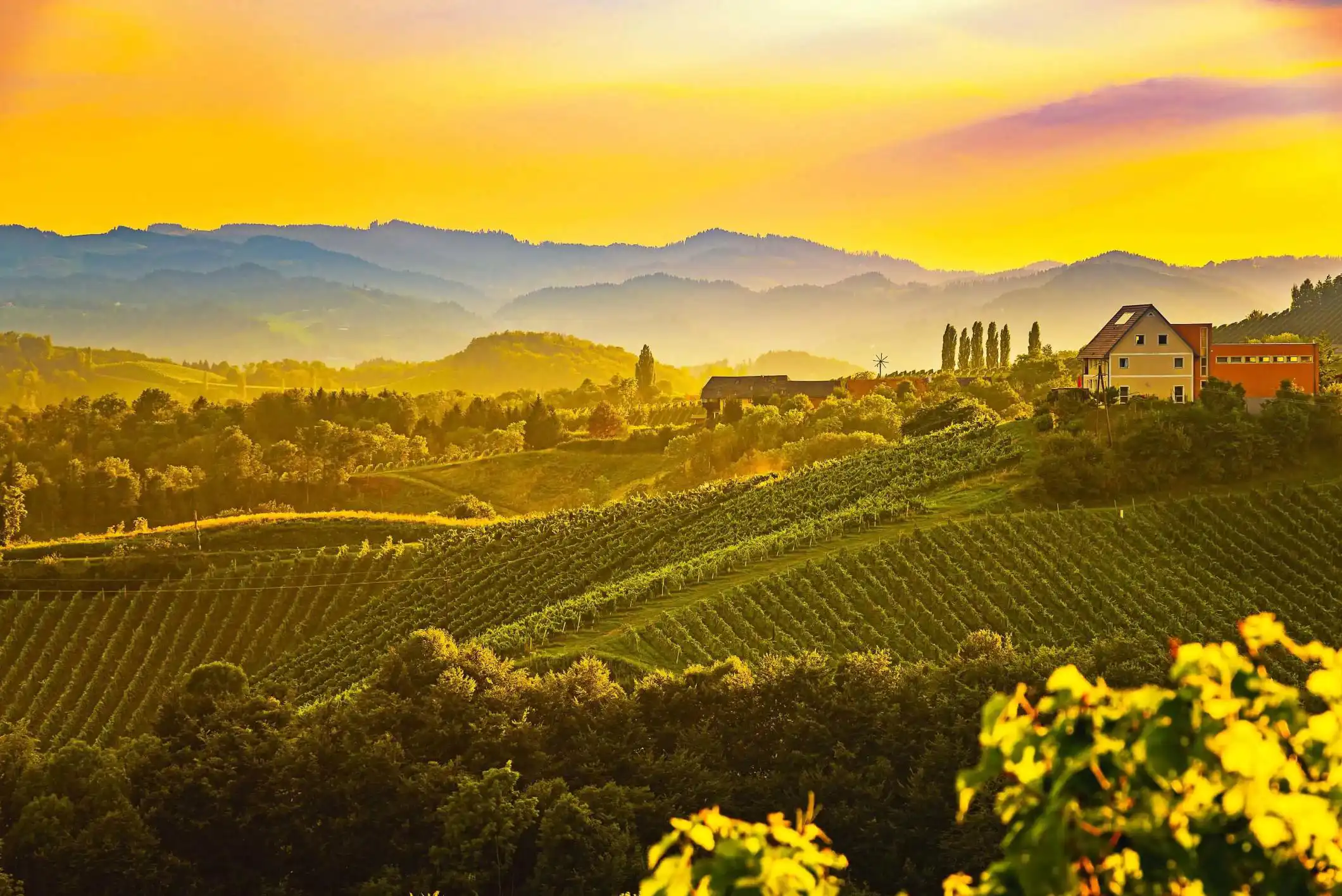 Rolling vineyards bathed in golden sunset light with a farmhouse on a hill in Tuscany, Italy