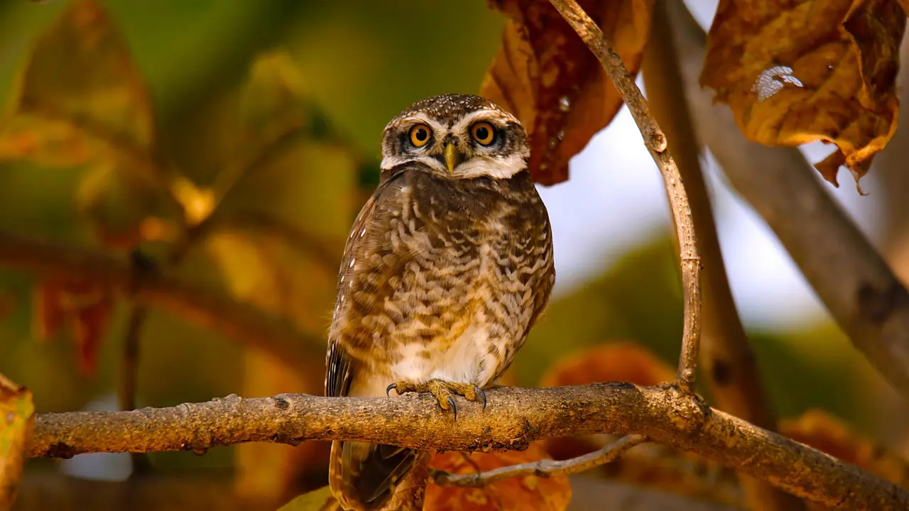 Spotted owlet, Pench National Park