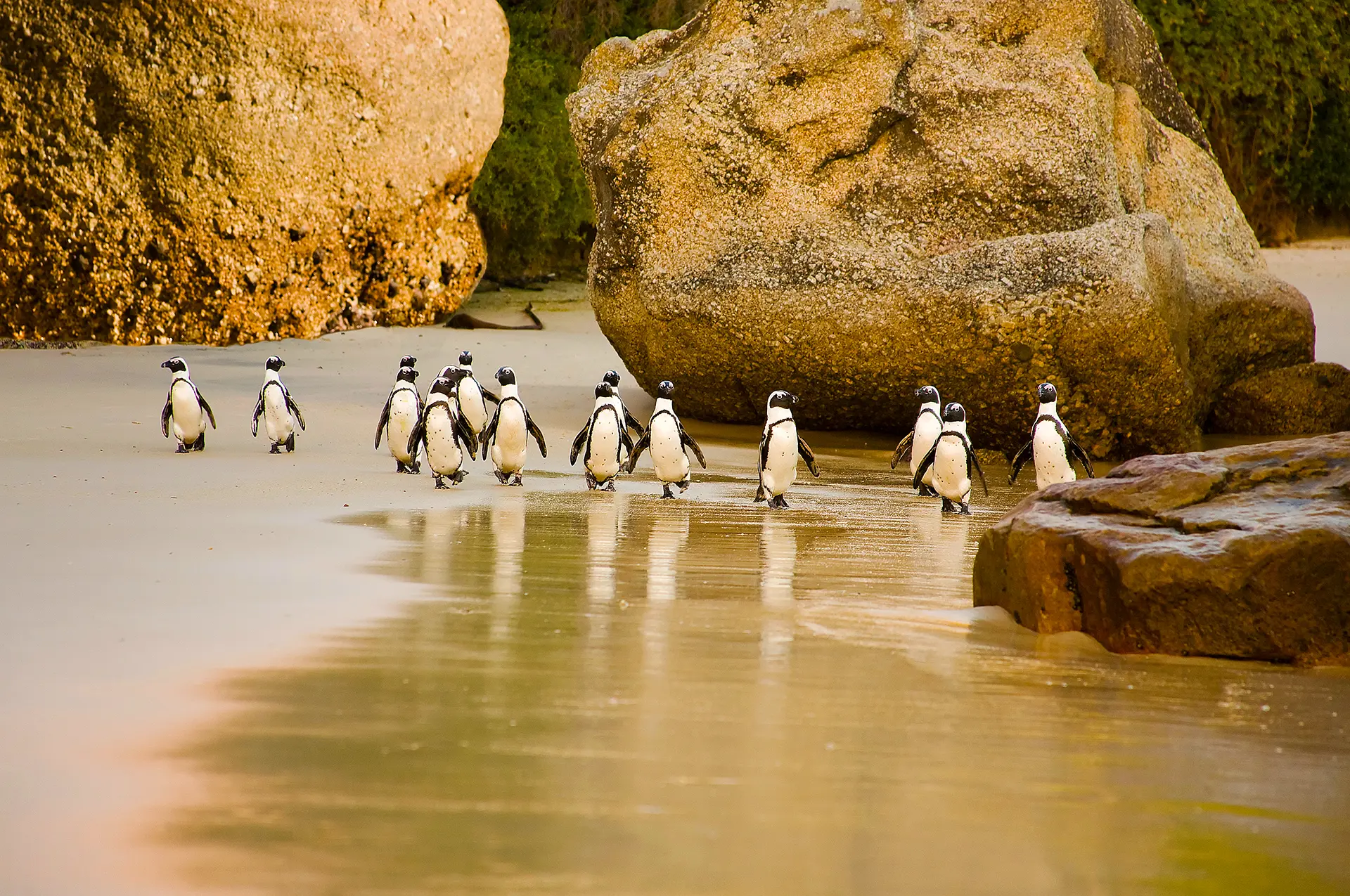 Penguins, Boulders Beach