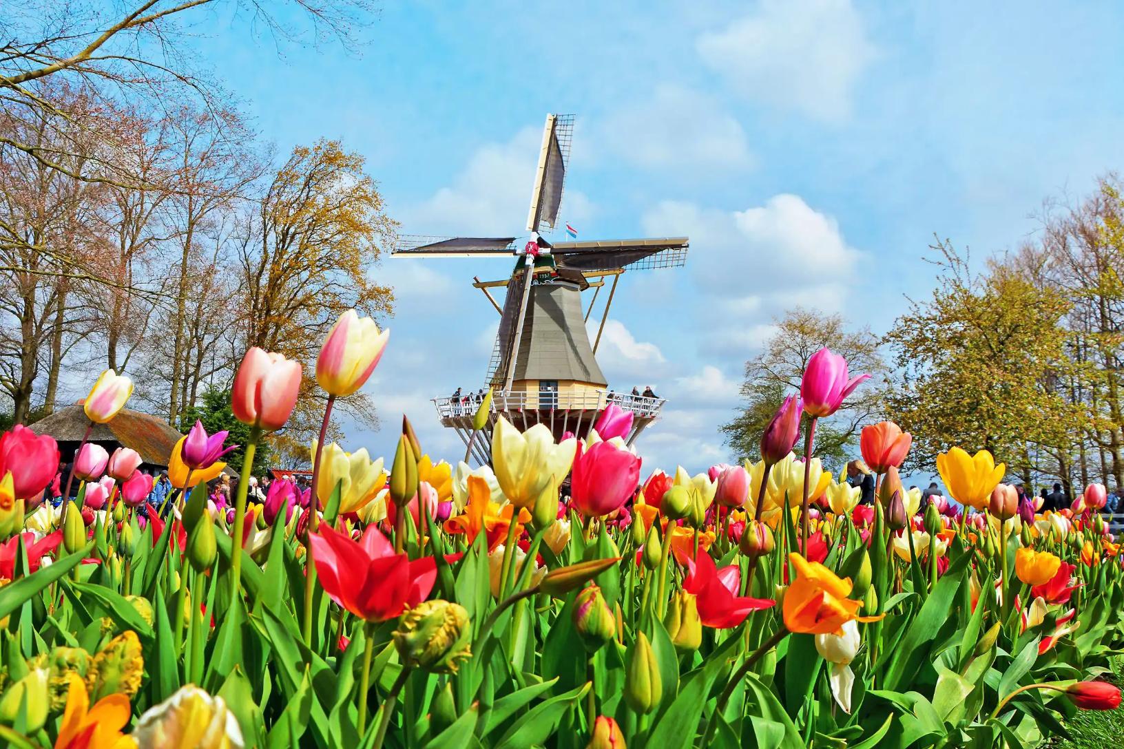 Colourful tulip beds at Keukenhof, Netherlands, with a traditional windmill in the background