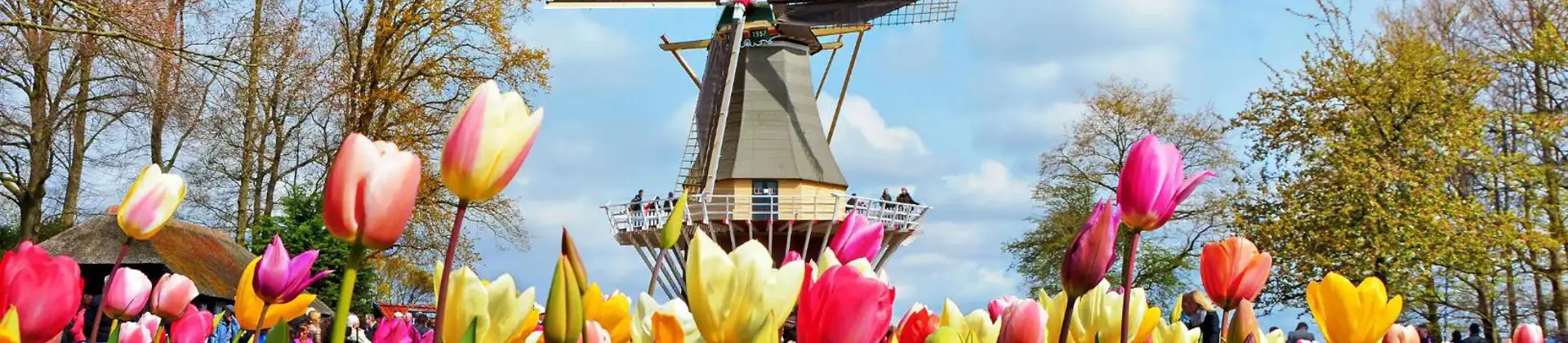 Colourful tulip beds at Keukenhof, Netherlands, with a traditional windmill in the background