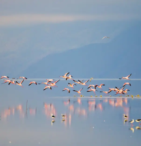 Flamingos, Lake Manyara