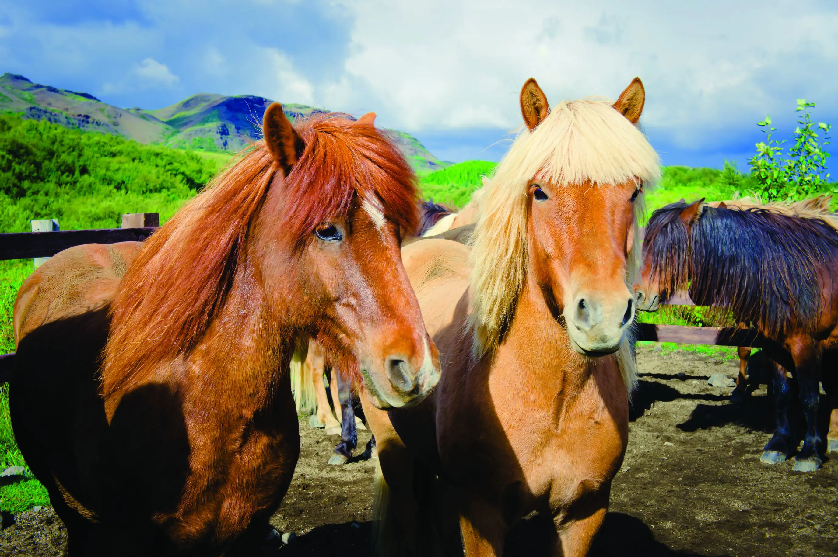 Two brown horses. One with a dark brown mane and one with a blonde mane. 