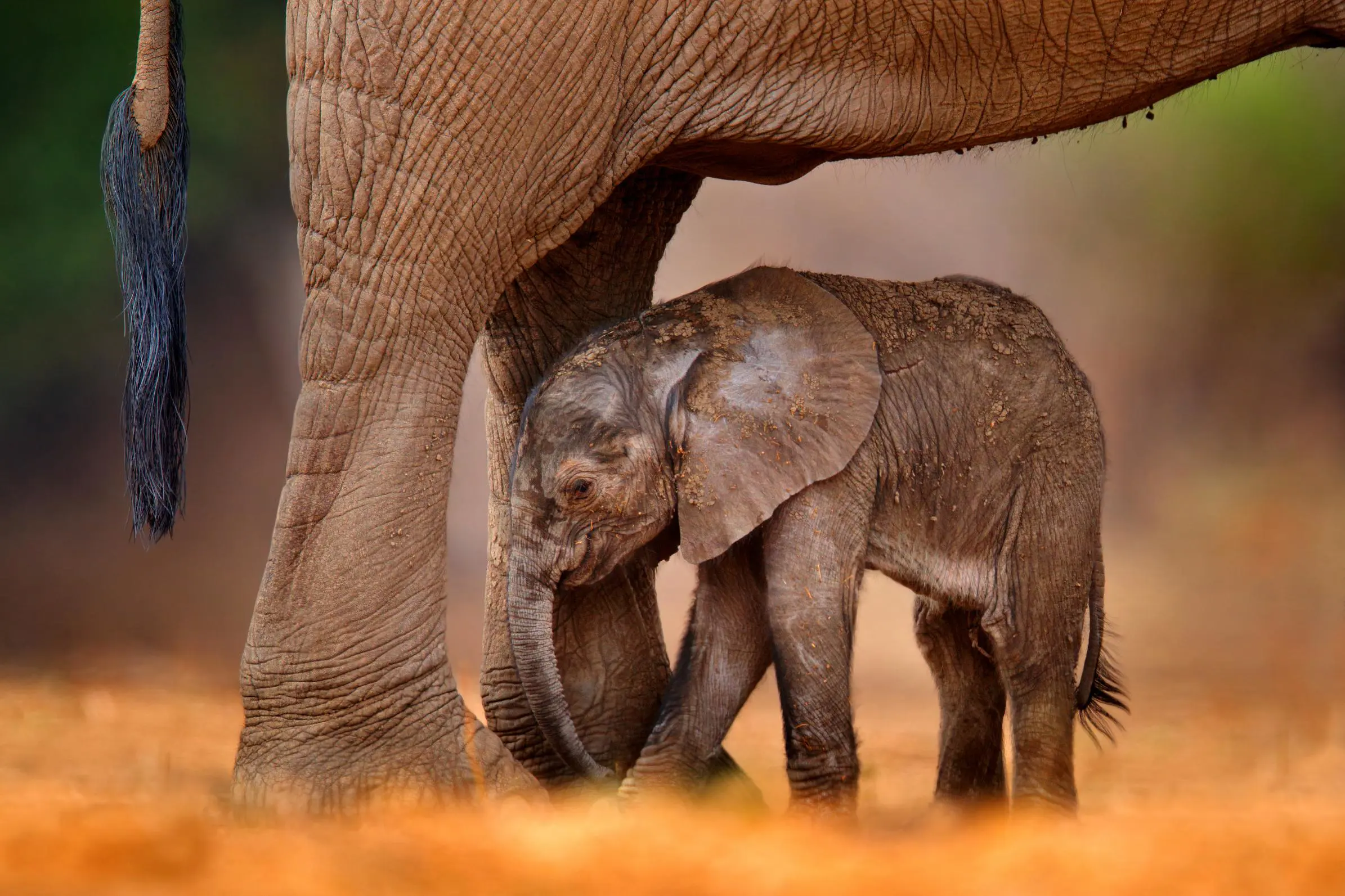 Sh 1952222893 African Elephant And Baby