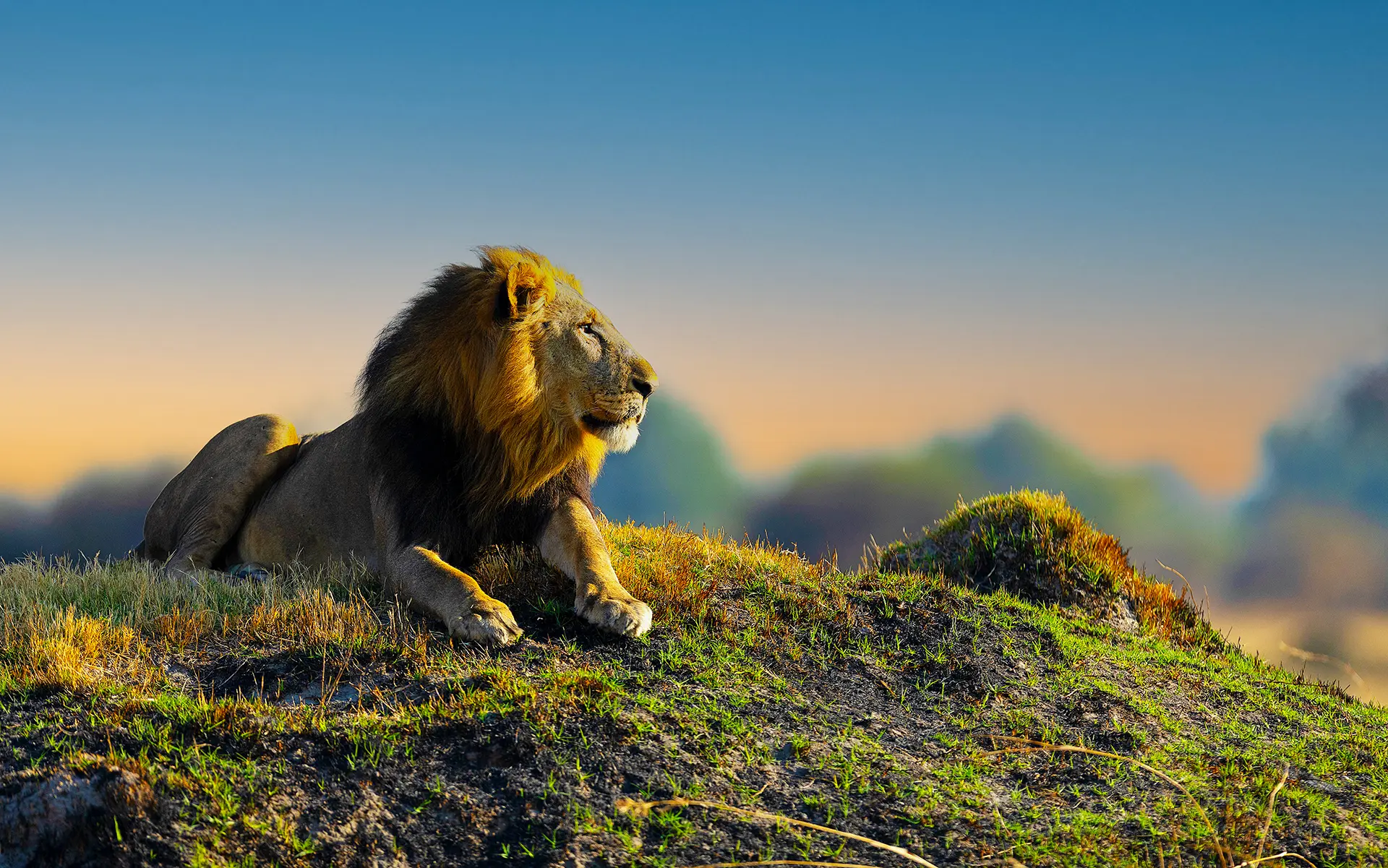 Male Lion, Hwange, Zimbabwe