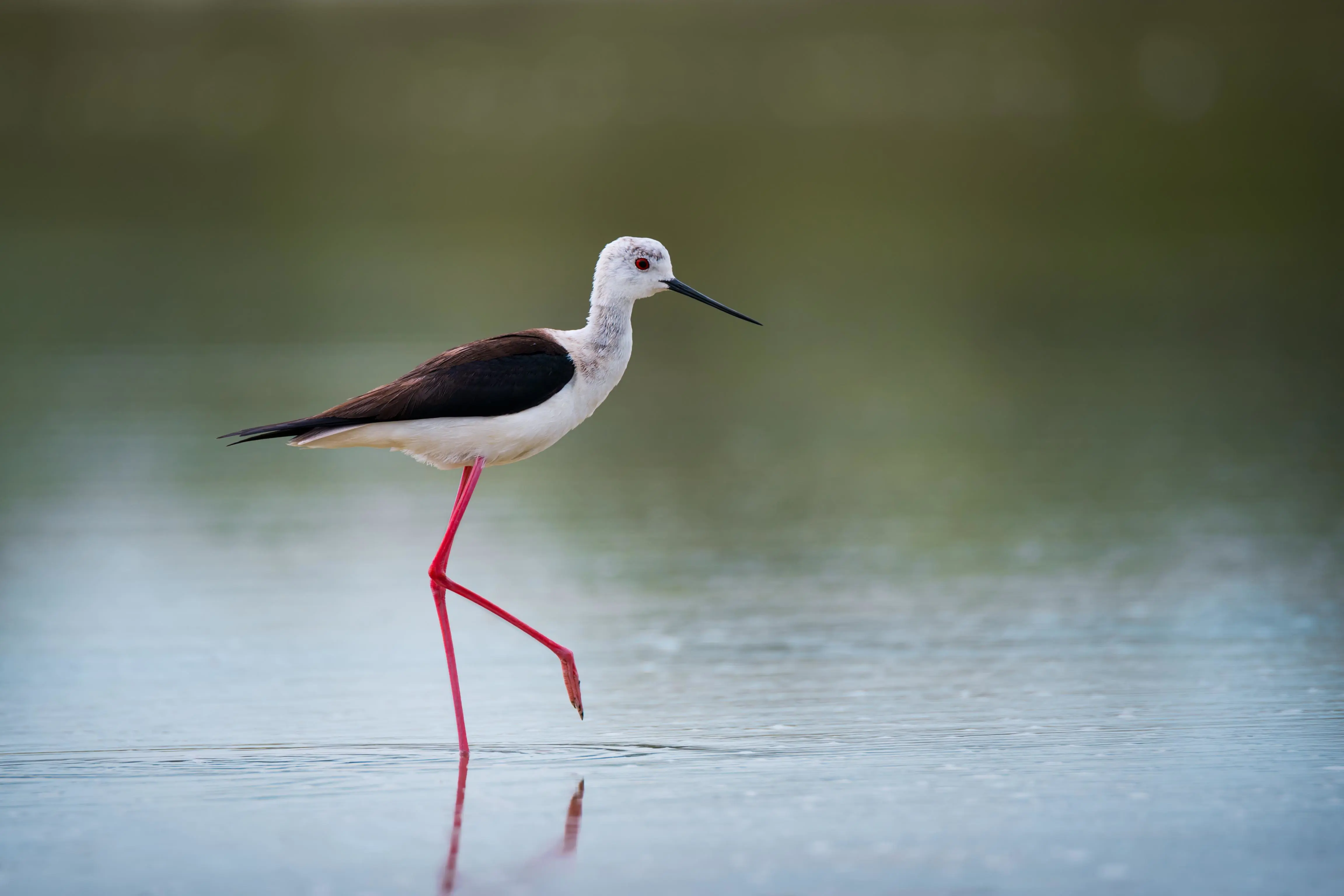 Black-winged stilt at Castro Marim Nature Reserve, standing in shallow water with a blurred background and the bird in sharp focus