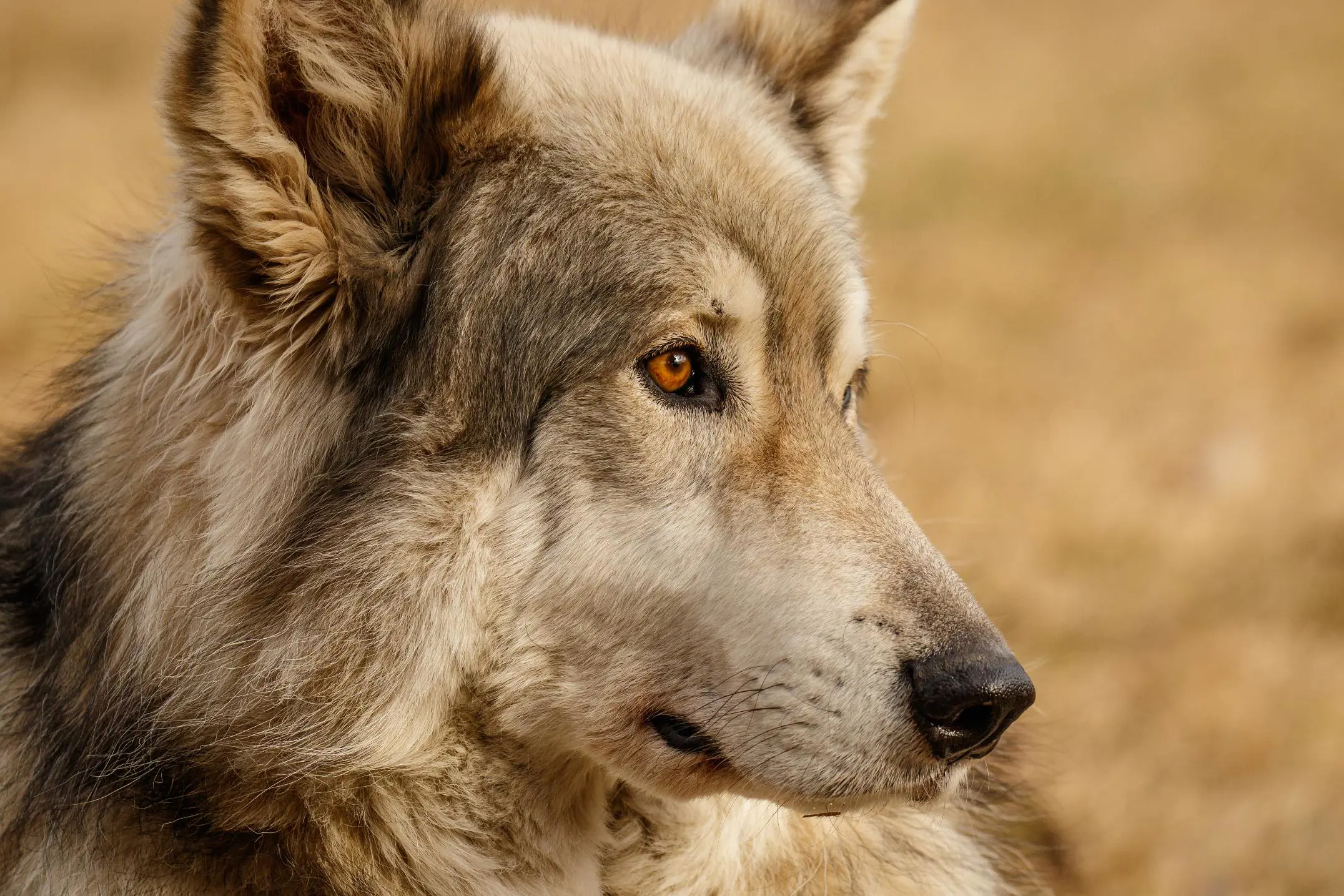 Canadian Wolfdog