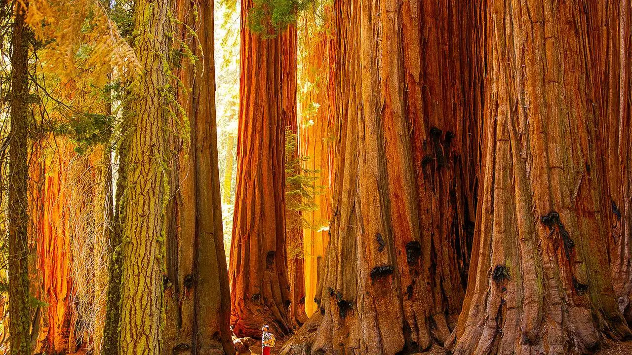 Towering giant sequoia trees in the sunlight with a person standing at their base