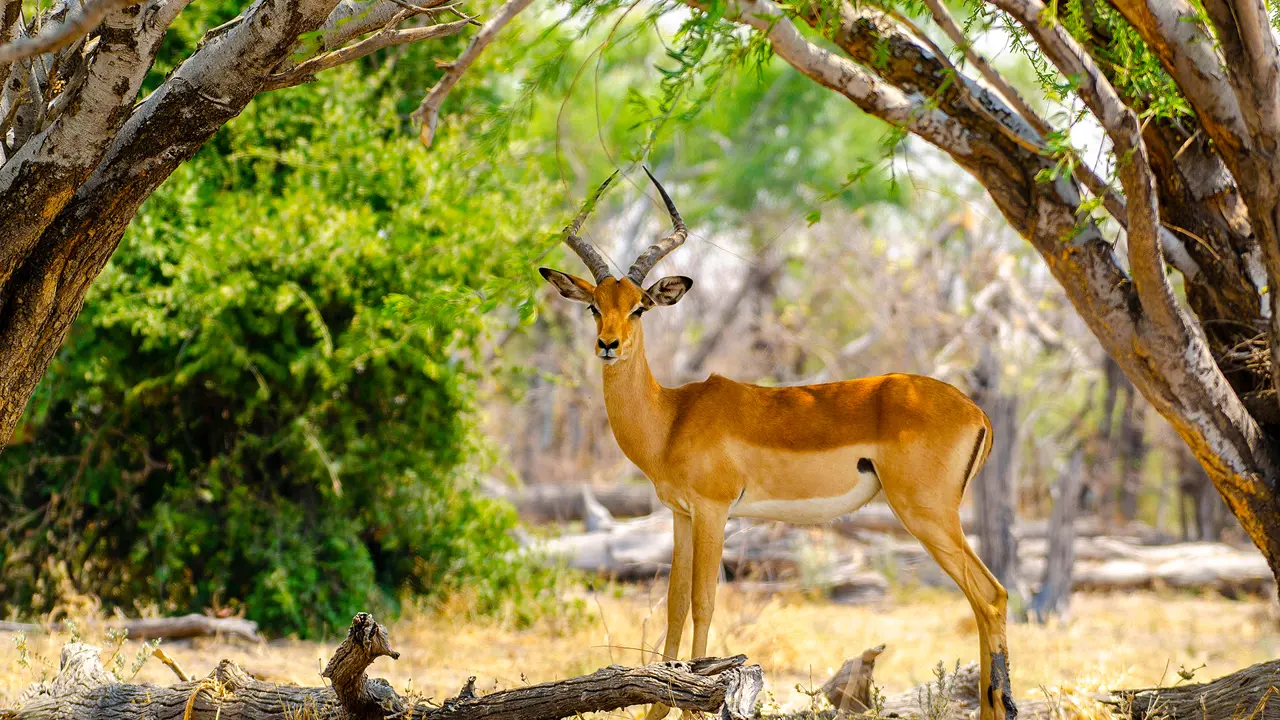 Male Impala, Chobe River