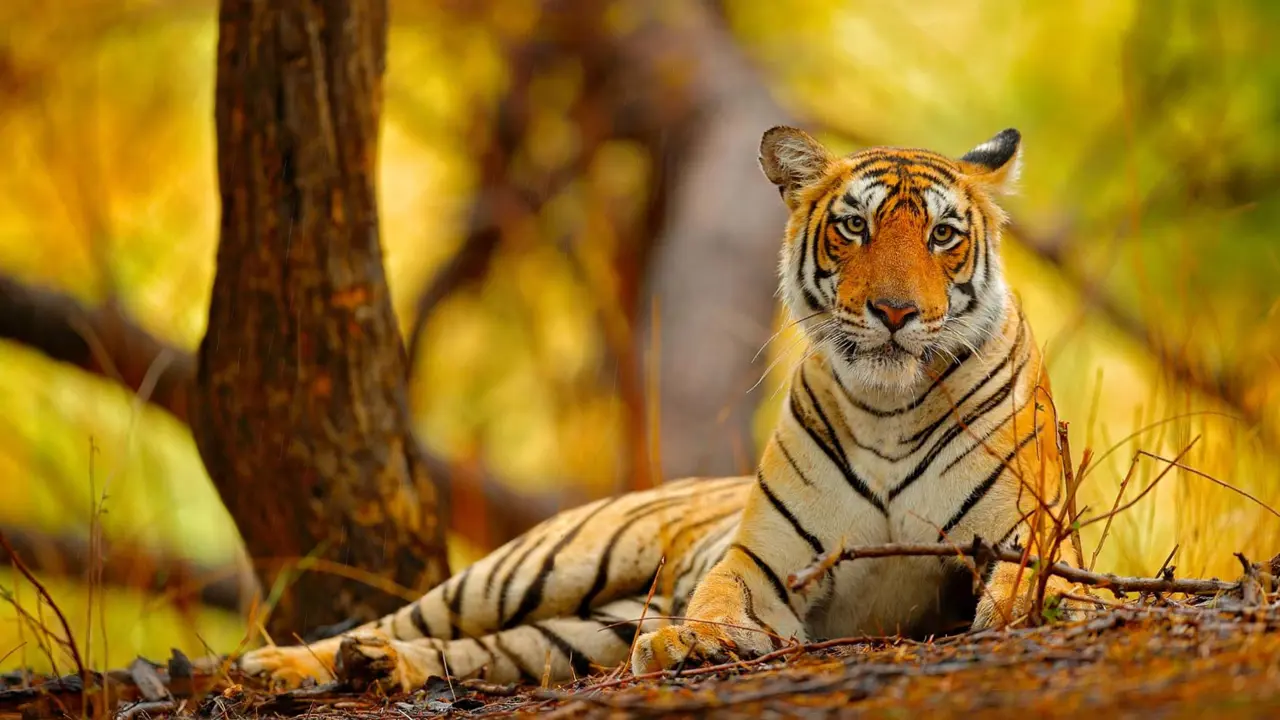 Bengal tiger, Ranthambore National Park