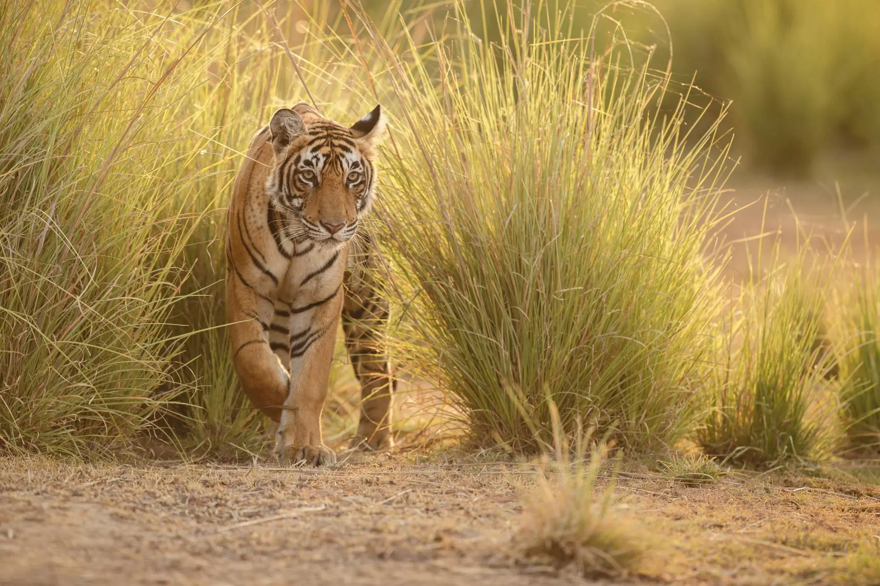 A Bengal tiger walking through tall golden grass in Ranthambore National Park in India