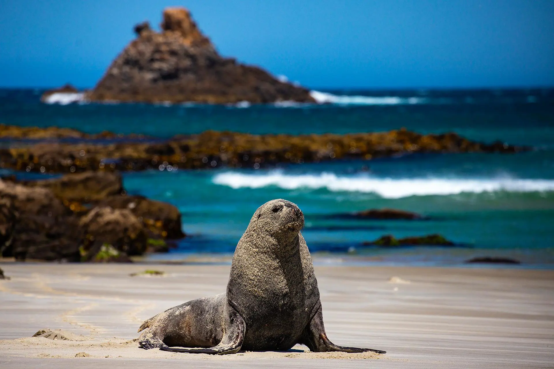 Sea Lion Sandfly Bay, New Zealand