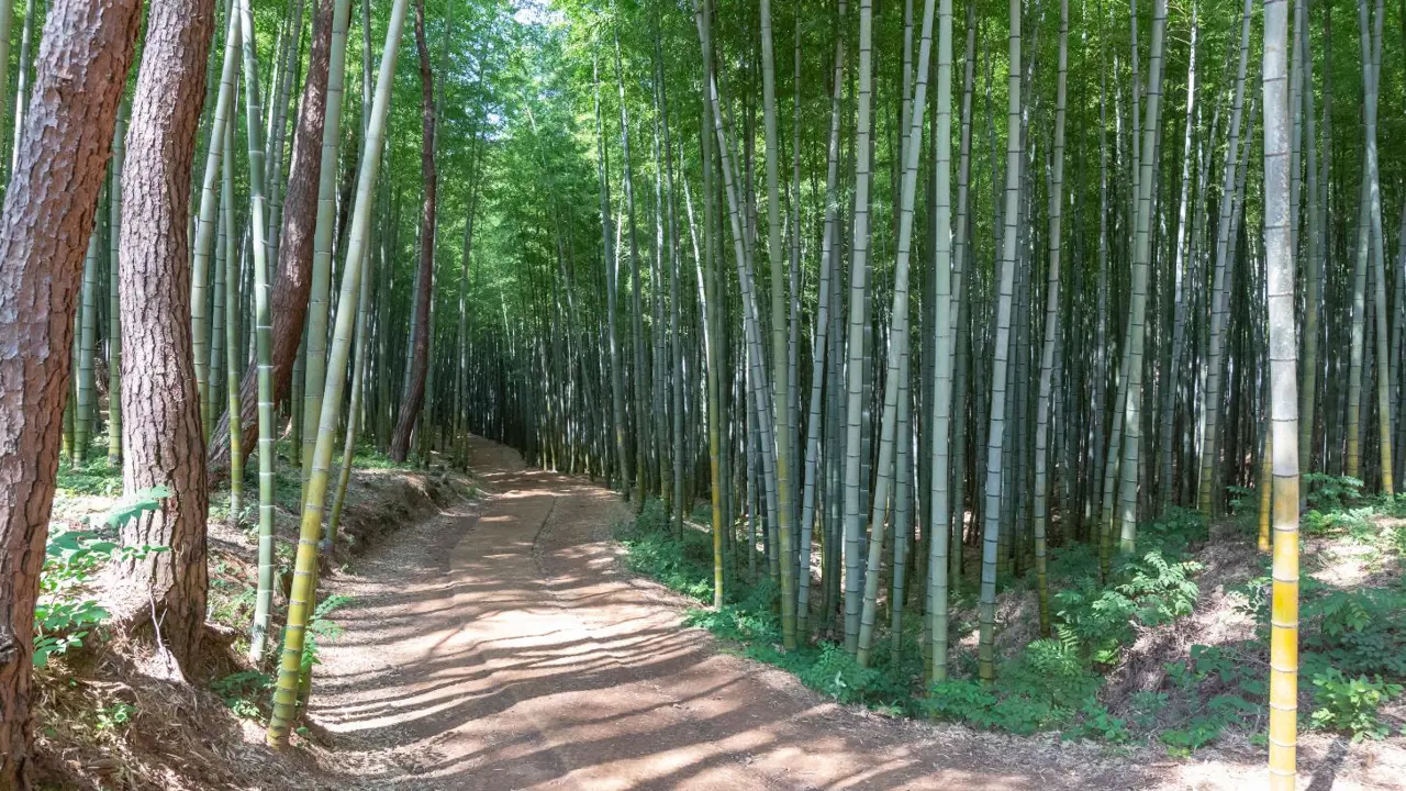 Ahopsansup Forest, Busan