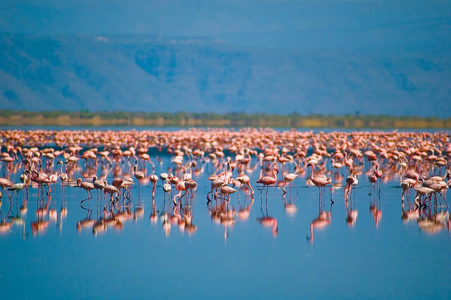  Flamingos, Tanzania