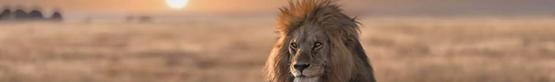 Four countries for an unforgettable safari holiday