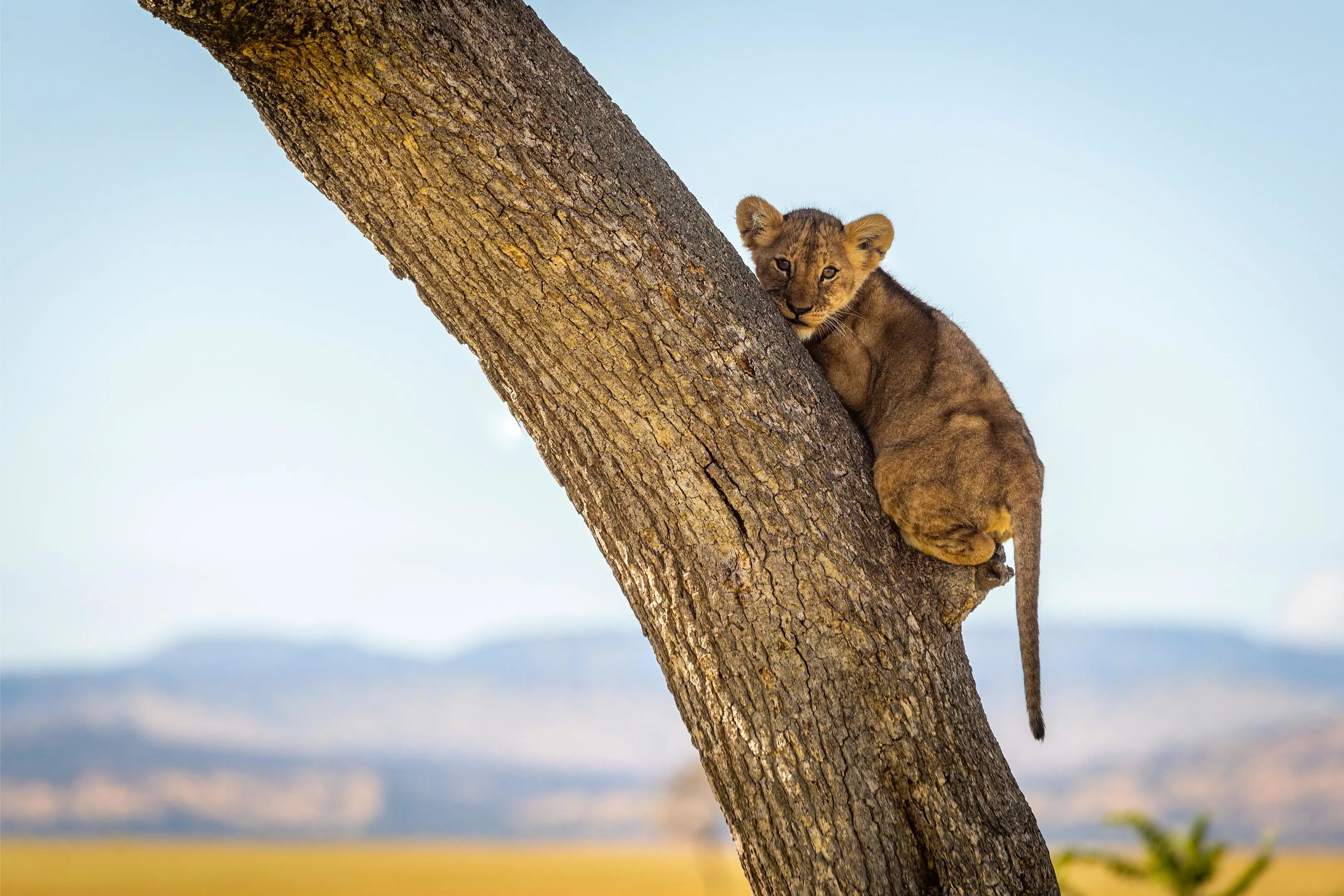 Lion Cub, Tanzania