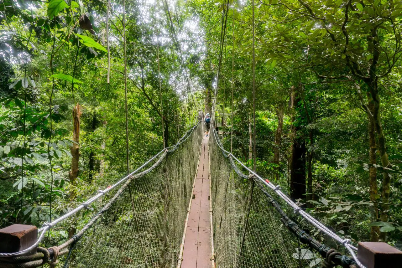 Hanging bridge, Kinabalu National Park