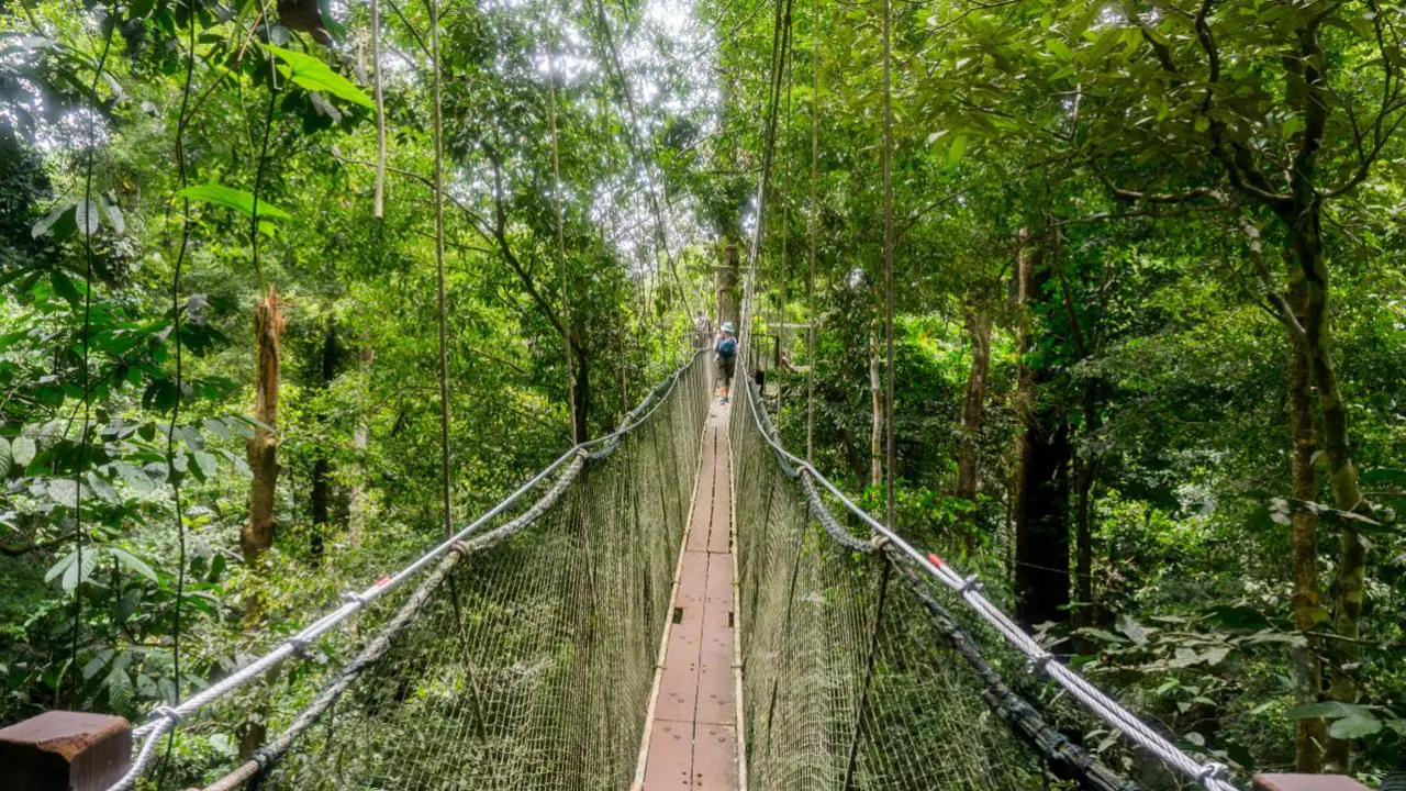 Hanging bridge, Kinabalu National Park