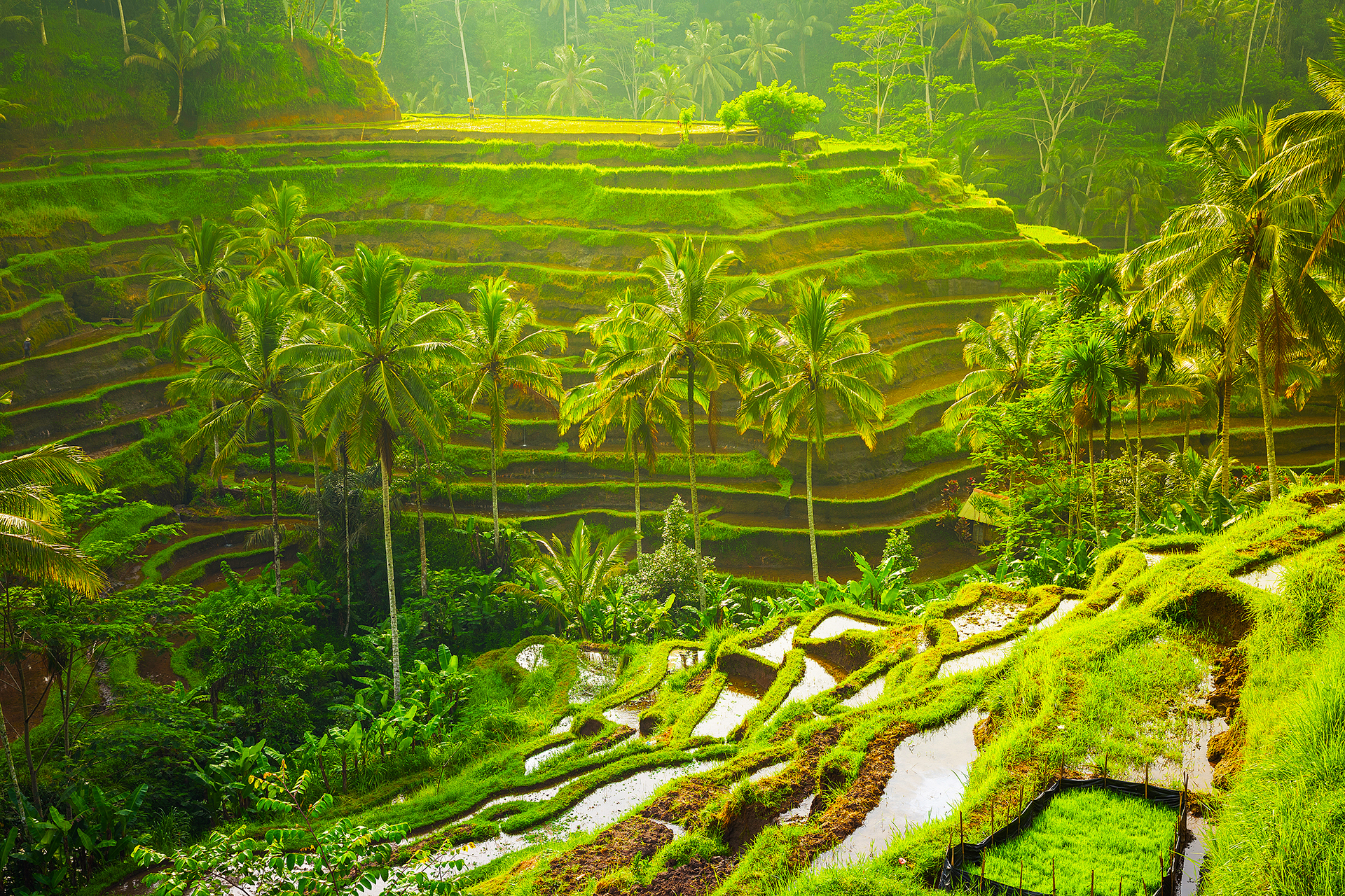 1920 Adobestock 105400668 Rice Terraces, Tegallalang Village, Ubud, Bali, Indonesia
