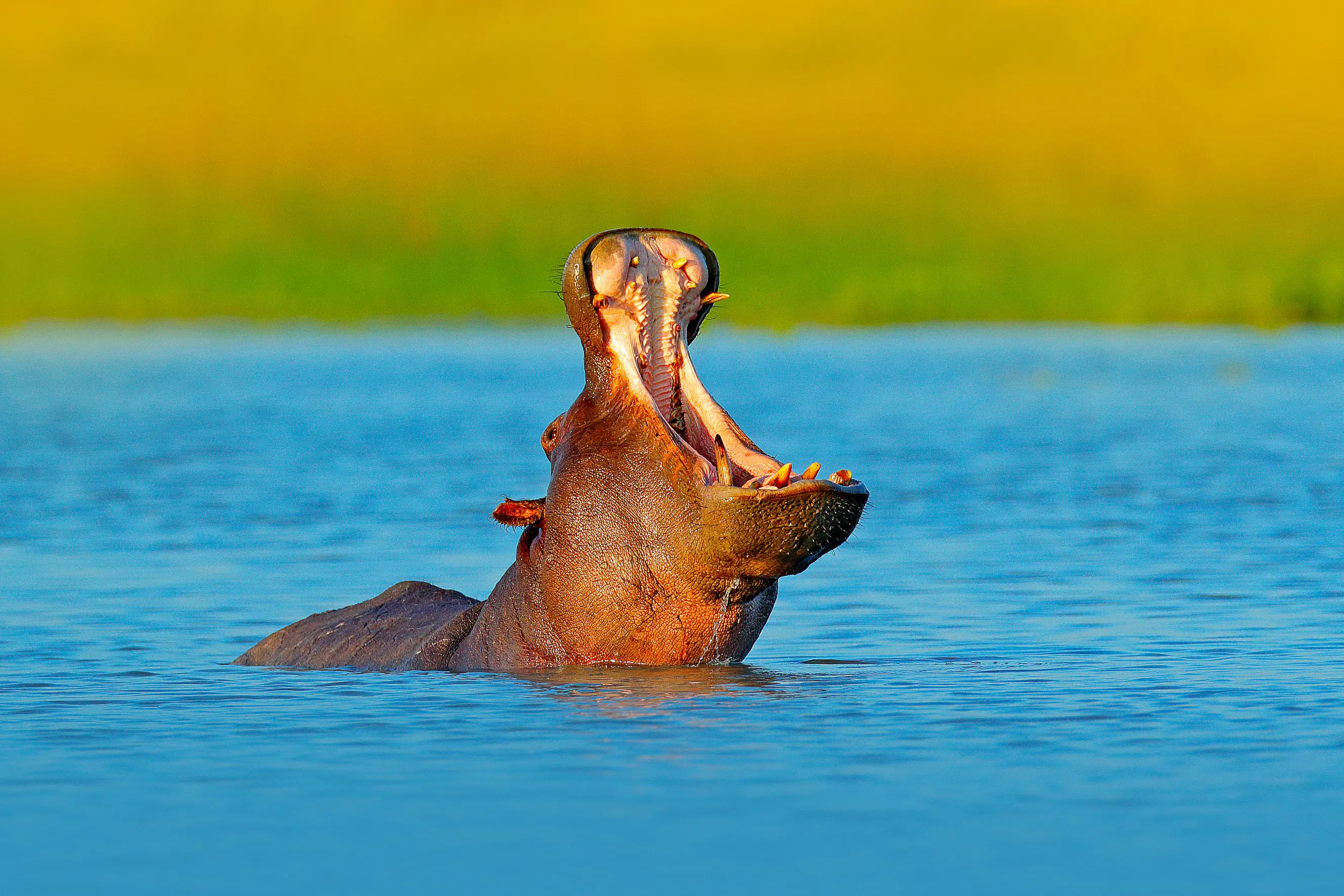 Sh 1061441501 Hippo Kruger National Park