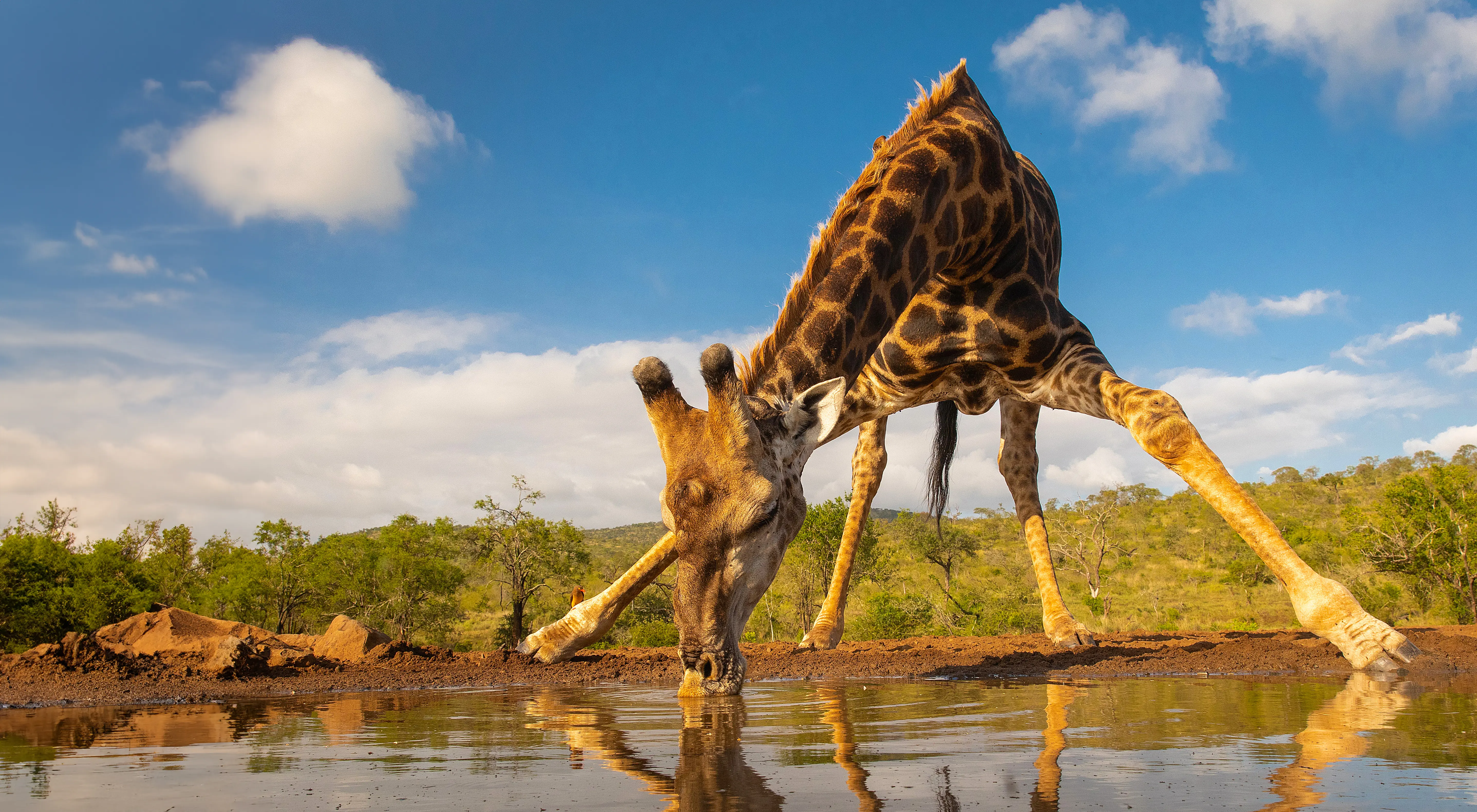 Giraffe, Kruger National Park