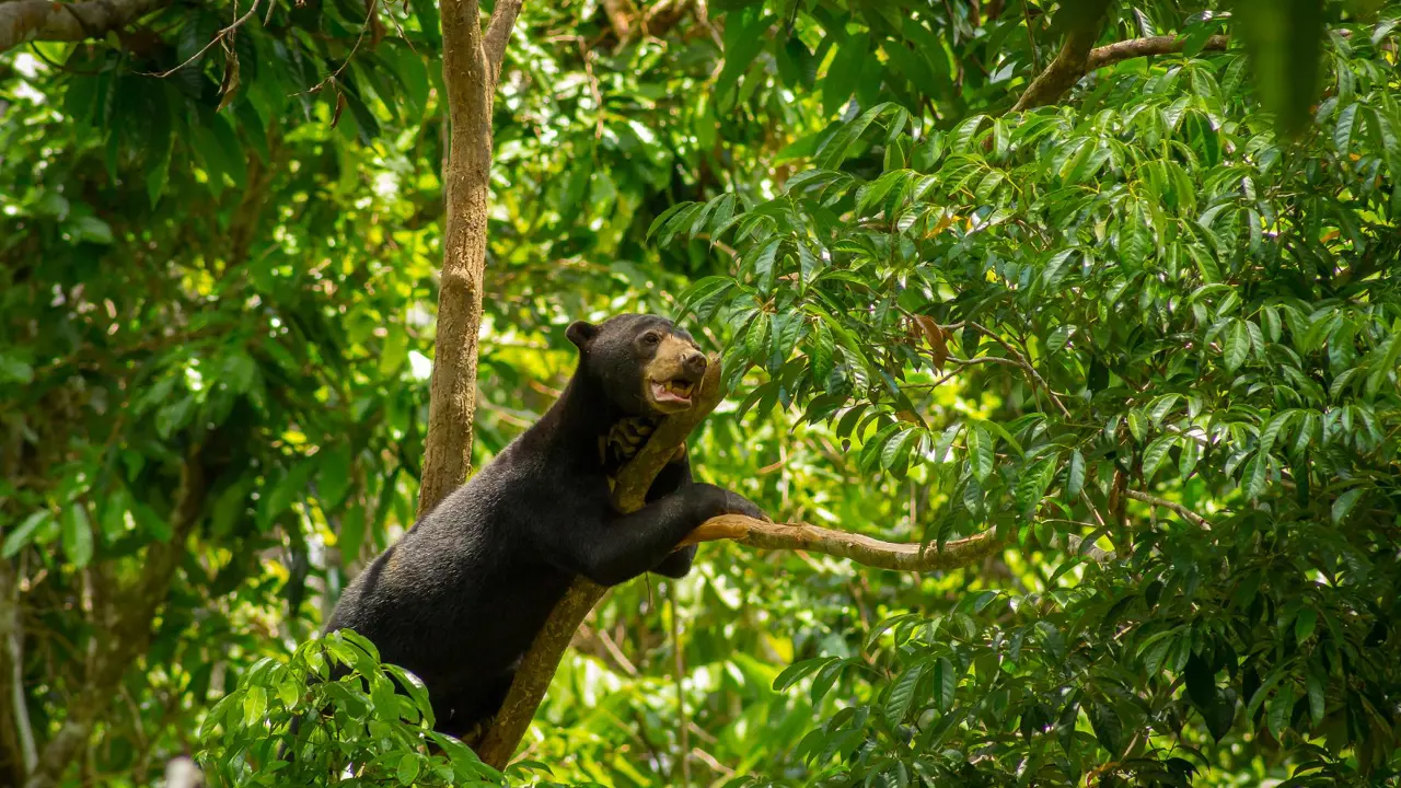 Sun bear in a tree, Borneo