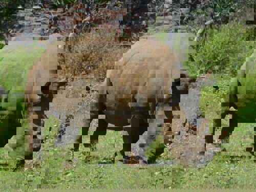 Staff Trip To A South African Safari Holiday with Newmarket Holiday