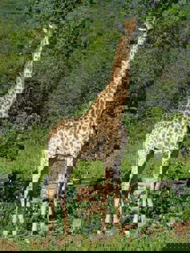 Staff Trip To A South African Safari Holiday with Newmarket Holiday