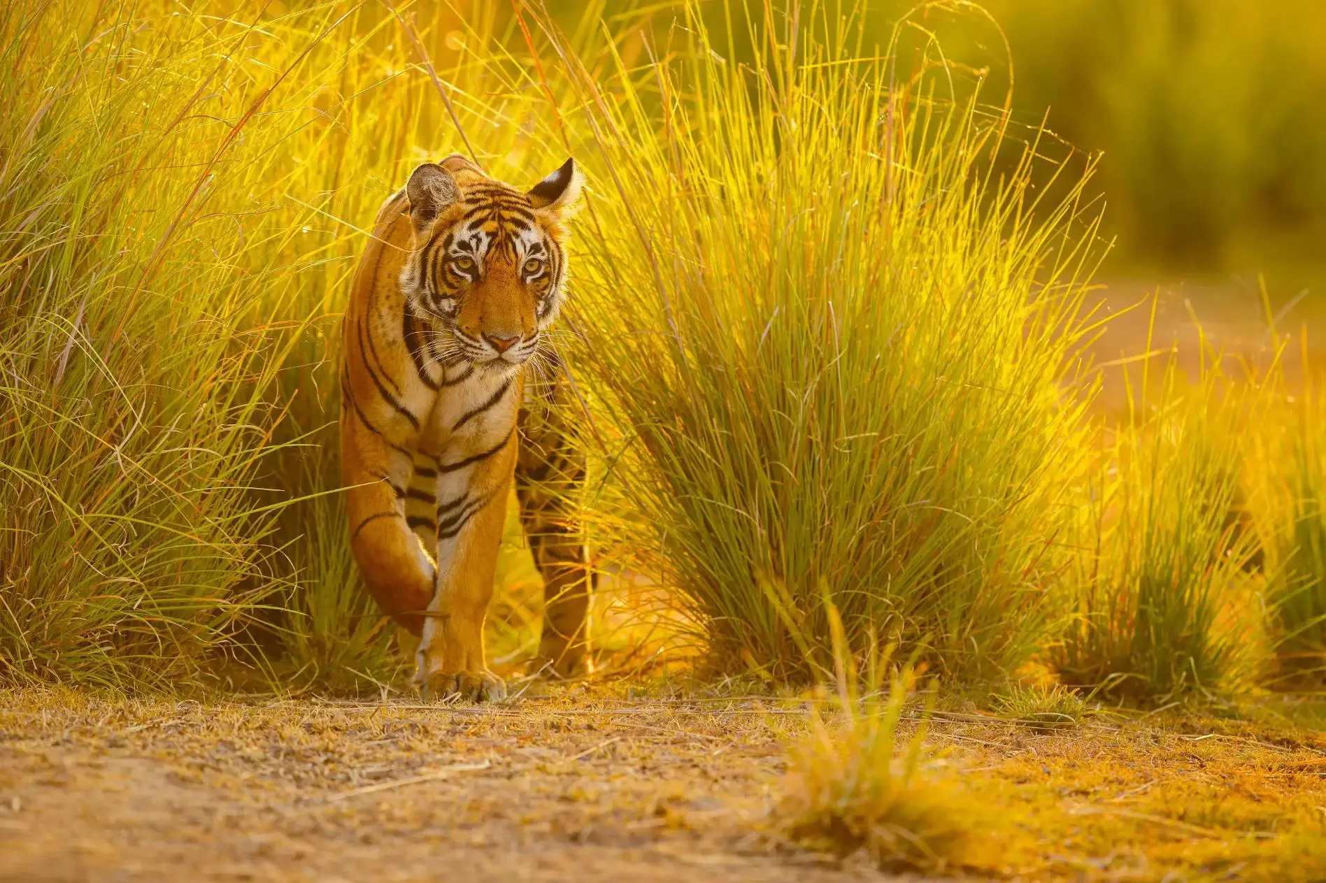 A Bengal tiger walks through tall golden grass in the warm evening sunlight at Ranthambore National Park, India