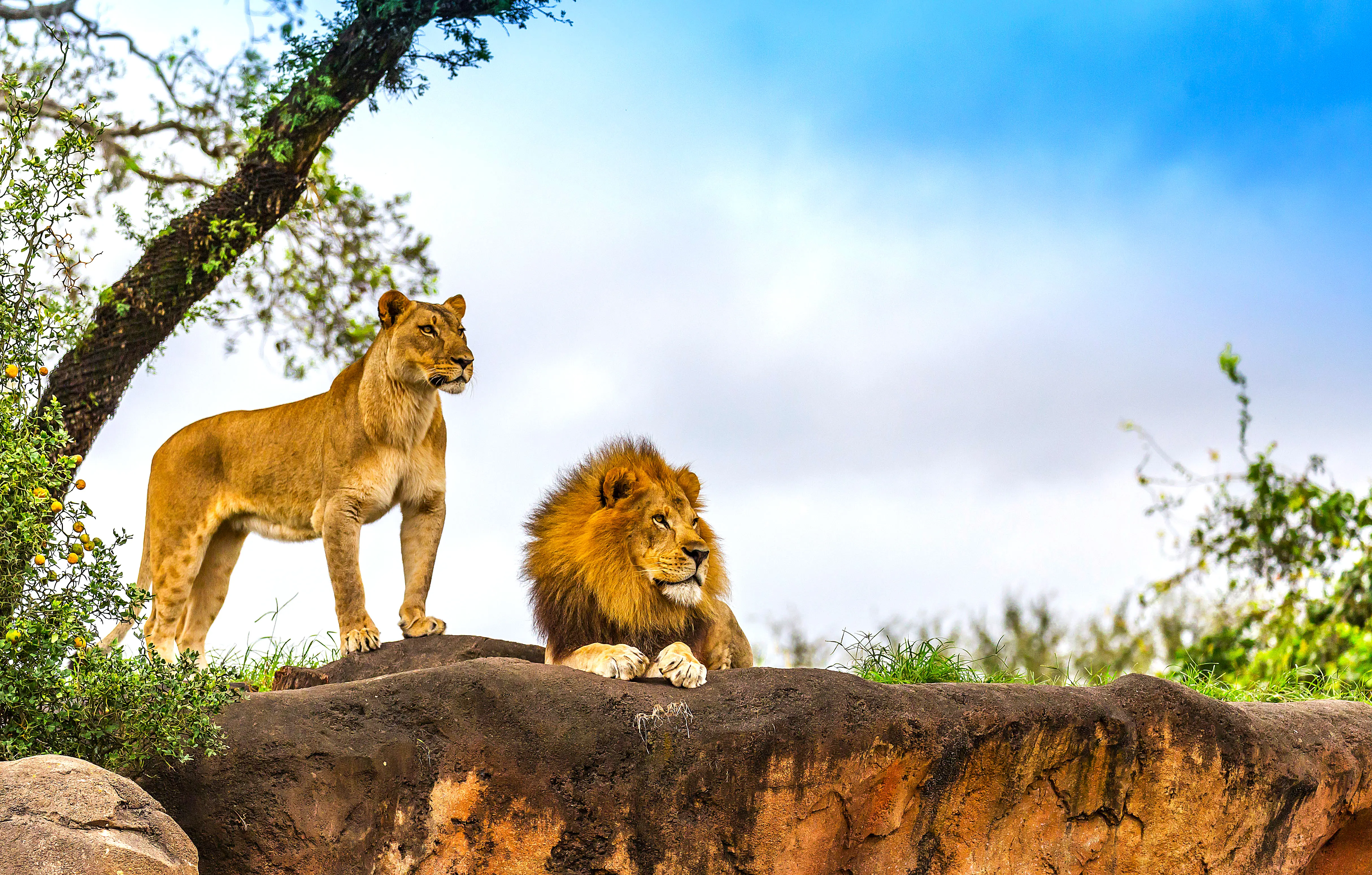 Lions, Kruger National Park
