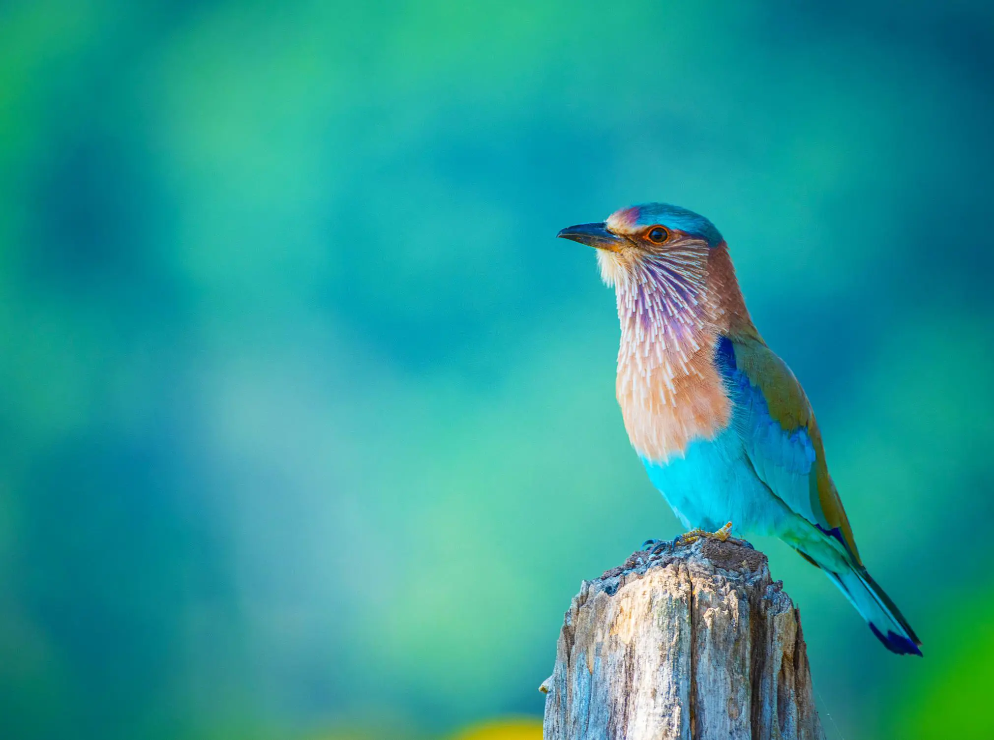 Indian Roller, Pench National Park