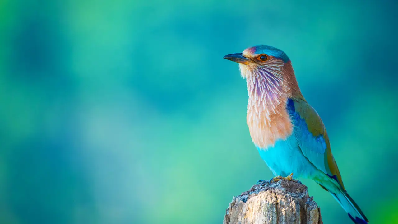 Indian roller, Pench National Park
