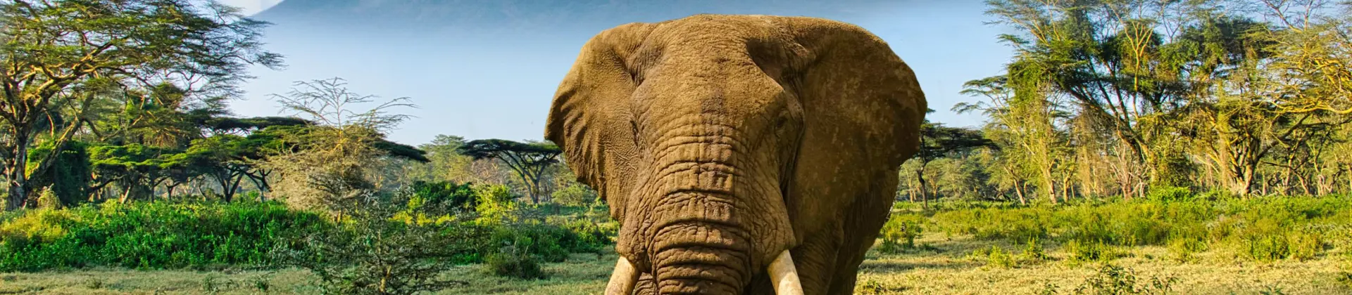 Elephant And Mount Kilimanjaro In Amboseli National Park