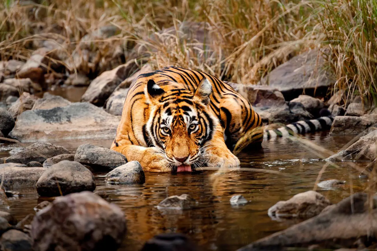 A Bengal tiger crouches by a stream, drinking water among rocks and dry grass in Ranthambore National Park in India