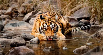A Bengal tiger crouches by a stream, drinking water among rocks and dry grass in Ranthambore National Park in India
