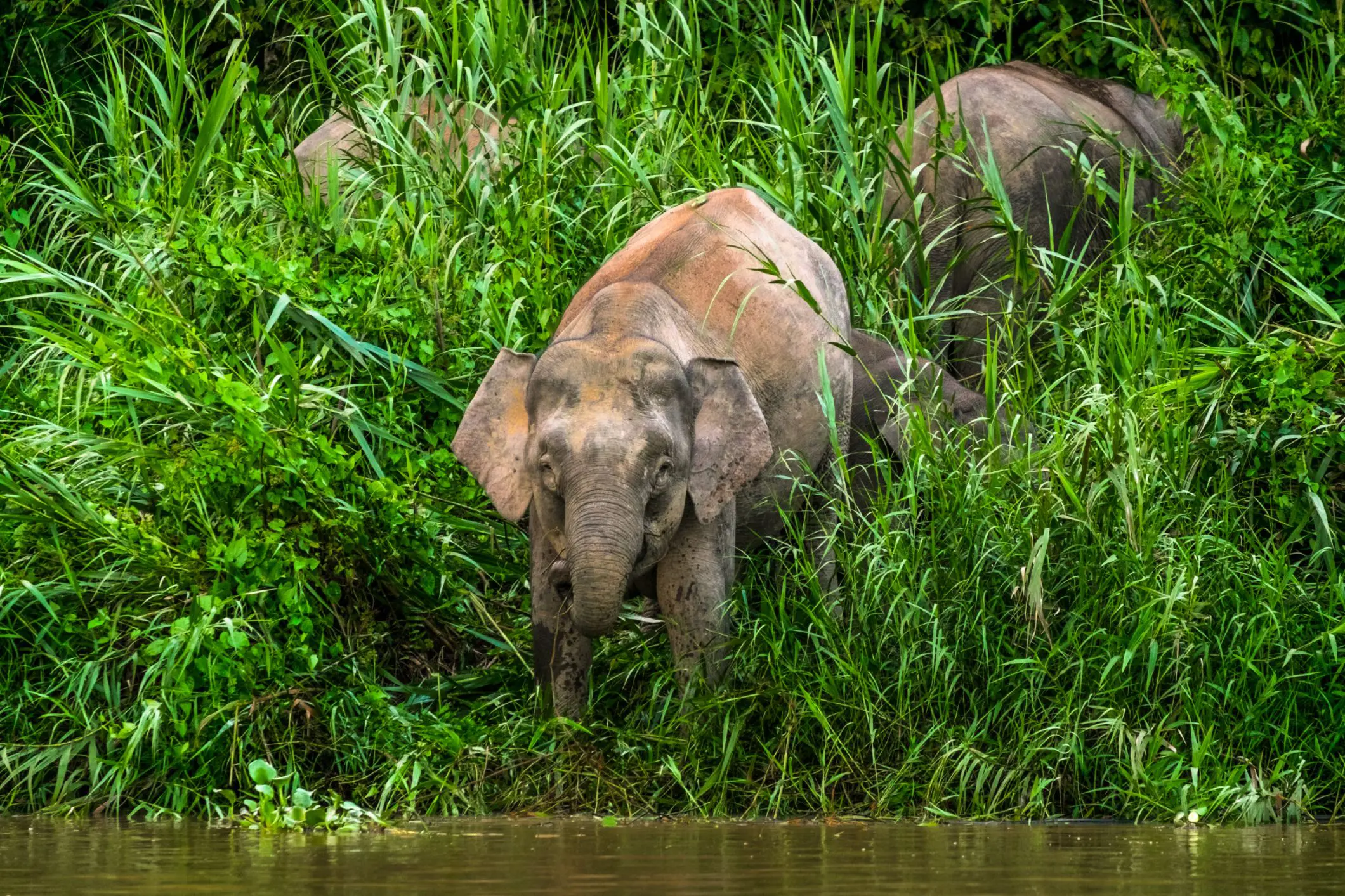 Pygmy Elephant, Borneo 