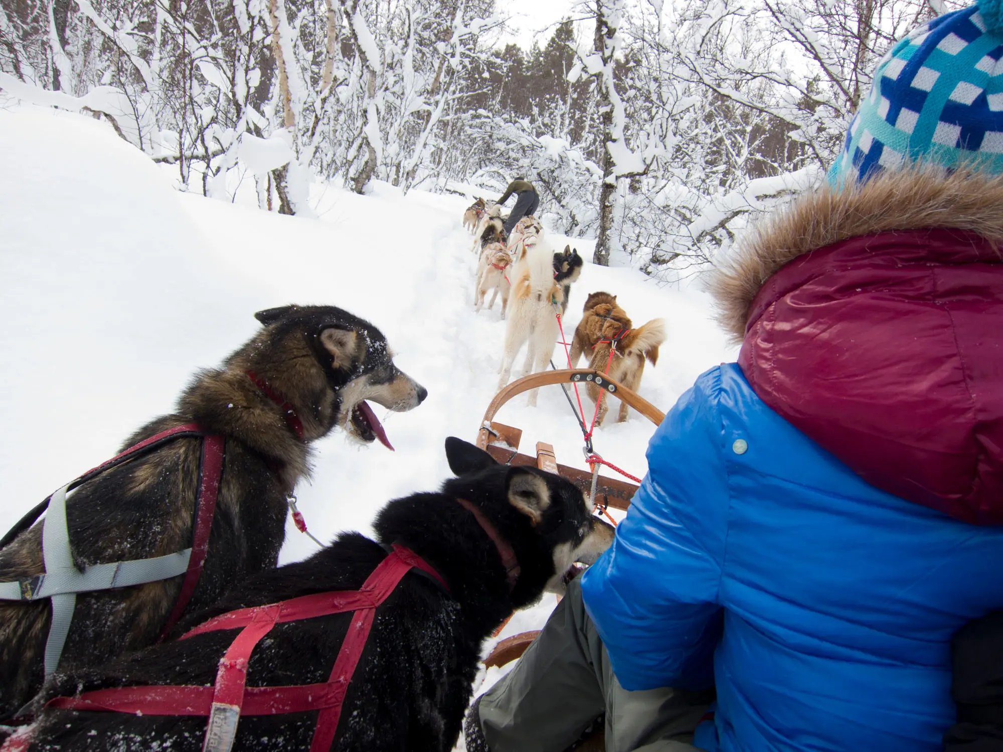 Huskies pulling a sleigh along from the passengers' point of view, in the snow