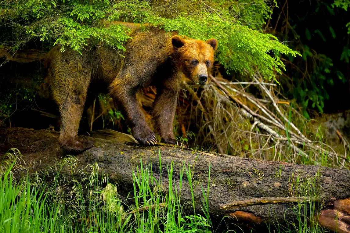 Brown Bear, Prince Rupert, British Columbia