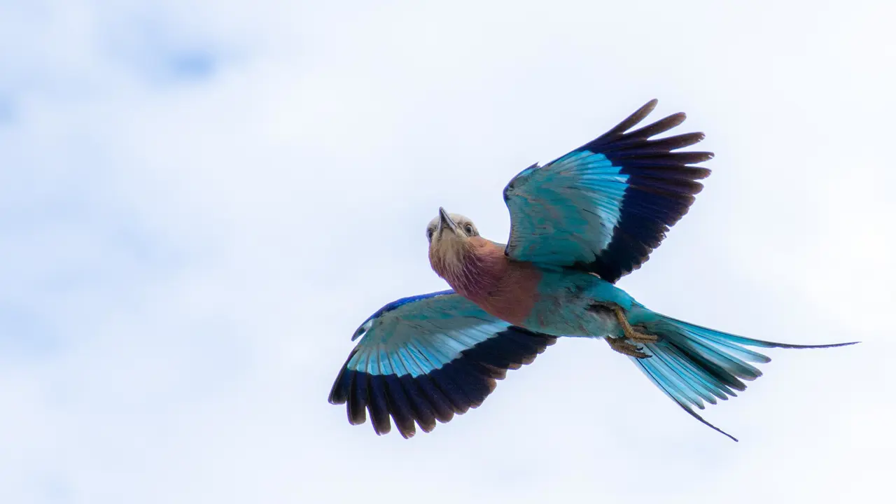 Lilac breasted roller in flight